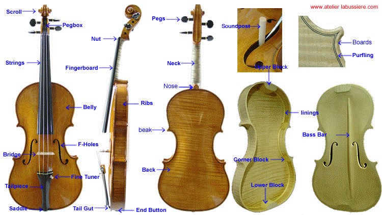 violin body